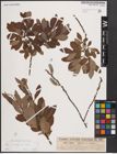 Foto von Salix cinerea L.
